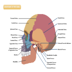 Anatomy of The Skull thumb